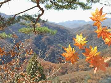 红华新天地最新动态，城市璀璨明珠蓬勃发展