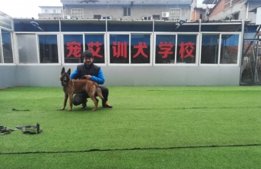 九江犬业最新种公犬