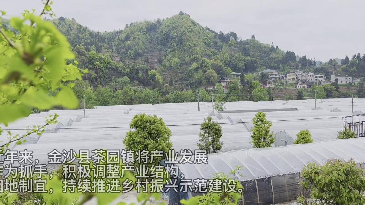 金沙县茶园乡最新消息